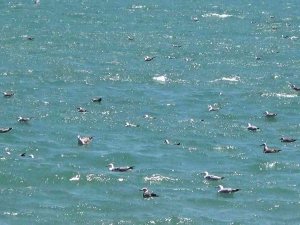 Tekirdağ’da Poyraz Etkili Oluyor