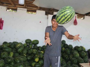 Doğunun Çukurova’sından Çevre İllere Sebze Ve Meyve Satışı