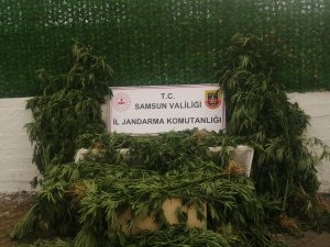 Jandarmadan Mısır Tarlasına Kenevir Operasyonu: 1 Gözaltı
