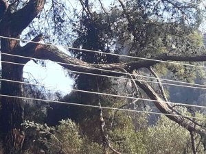 Marmaris’te Orman Yangınının Çıkış Sebebi Belli Oldu
