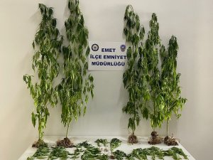 Emet’te 22 Kök Hint Keneviri Ele Geçirildi