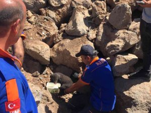 Kayalar Arasında Sıkışan Yavru Köpekler Kurtarıldı