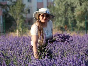 Van Gölü Kıyısında Tıbbi Bitkilerin Hasadı Yapıldı