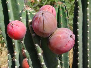 Mersin’de Güney Amerika Kökenli Peru Elması Yetiştirildi