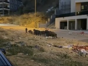 Bursa’da Aç Kalan Domuz Sürüsü Şehir Merkezine İndi