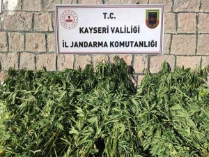 Kayseri’de Bin 125 Kök Kenevir Ele Geçirildi