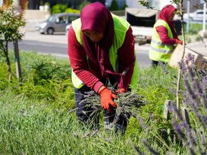 Bilecik’te Lavantadan Sabun Ve Mum Yapılacak
