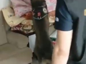Kars’ta Uyuşturucuyu Narkotik Köpeği Daxo Yakaladı