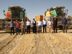 Kaymakam Ve Belediye Başkanı Buğday Hasadı Yaptı