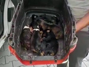 Sulama Kanalında Mahsur Kalan Köpek Ve 6 Yavrusu Kurtarıldı
