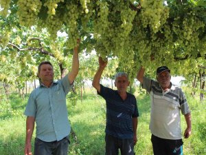 Üzüm Üreticilerinde Ortadoğu Pazarı Sevinci