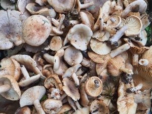 Orman Mantarı Lezzeti İle Kendini Aratıyor