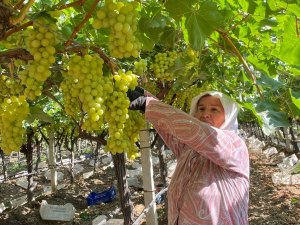 Sarıgöl’de Erkenci Üzüm Hasadına Başlandı