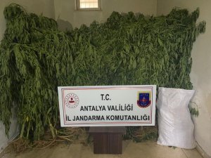 Serada Kenevir Üretimi Yapan 2 Şüpheli Tutuklandı