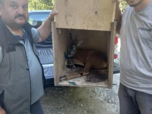 Köpeklerin Saldırısından Kaçan Karaca Tedavi Altına Alındı