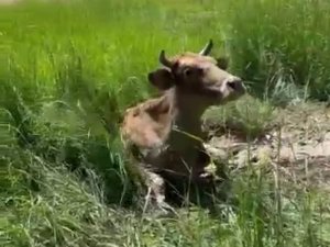 Batman’da Bataklığa Saplanan İnek Vatandaş Ve İtfaiye Ekiplerinin Yardımıyla Kurtarıldı