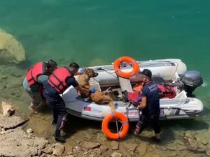 Batman’da Baraj Göletine Düşen Köpek Bot Yardımıyla Kurtarıldı