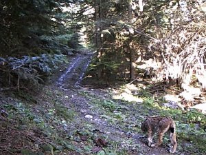 Karabük Ormanlarındaki Yaban Çeşitliliği Fotokapanla Görüntülendi