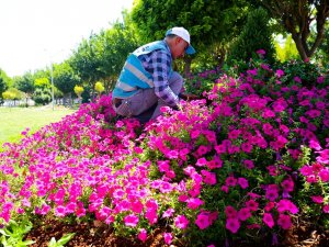 Eyyübiye Parklarında Peyzaj Düzenlemesi