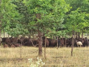 Ardahan’da Dolu Yağışı Etkili Oldu