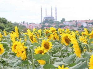 İ̇laçlama Yapılan Tarlalarda Tırtıldan Eser Kalmadı