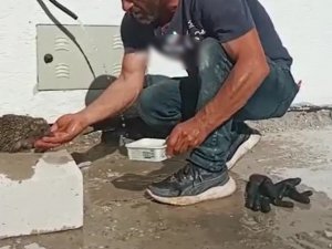 Bitkin Halde Bulduğu Kirpiye Elleriyle Su İçirdi