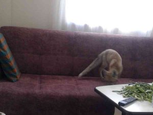 Yolunu Şaşıran Tilki Eve Girdi