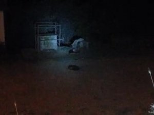 Aç Kalan Ayılar İlçe Merkezine İndi, Köpekleri Kovalayıp Çöpten Karnını Doyurdu