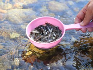 Gümüşhane’de 5 Bin Yavru Alabalık Derelere Bırakıldı