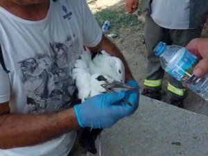 Sıcaklar Leylekleri De Etkiledi, Doğaseverler Leylekler İçin Harekete Geçti