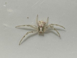 İ̇nsan Yüzlü Örümcek Görenleri Şaşkına Çevirdi