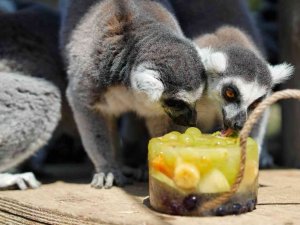 Doğal Yaşam Parkı’nda İştah Açan Buzlu Menü