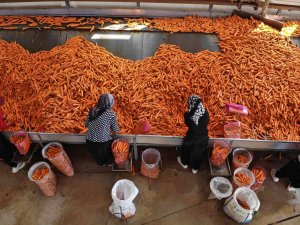 Konya Ovası’nda 55 Bin Dekarlık Alanda Havuç Hasadı Başladı