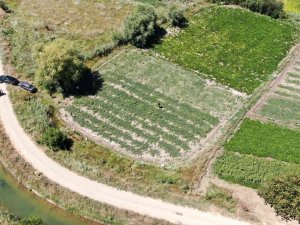 Sivas’ın Adana’sı Hasat İçin Gün Sayıyor