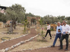 Tarsus’ta ’Zeytin Gen Koruma Alanı’ Açılıyor