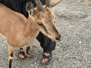 Yolunu Şaşıran Dağ Keçisini Köylüler Buldu