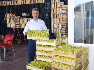 Aydın’da Taze İncirde Hasat Sezonu Başladı
