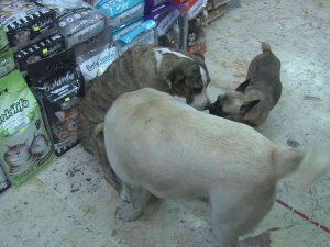Üsküdar’da Hayvana Şiddet: Kendisinden Kaçan Köpeğe Taşla Saldırdı