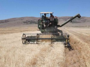 Kayseri’de Ata Yadigarı Gacerin Hasadı Başladı