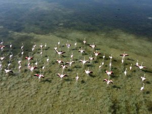 Arin Gölü’nün Renkli Misafirleri