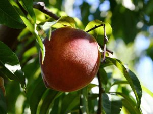 Lapseki Şeftalisinde Yüzde 25 Rekolte Artışı Bekleniyor