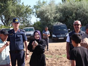 Kırşehir’de Keklikler Doğaya Salındı