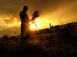 Çiftçilerin Zorlu Hasat Telaşı