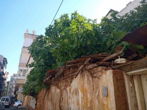 İ̇ncir Ağaçları Apartmanlara Direniyor