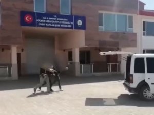 Van’da 7 Organizatör Tutuklandı