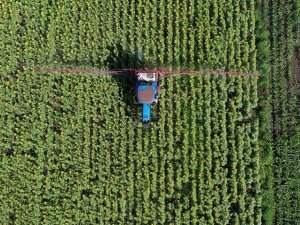 Ayçiçeği Tarlaları Çayır Tırtılına Karşı İlaçlanıyor