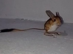 Bingöl’de Arap Tavşanı Görüntülendi