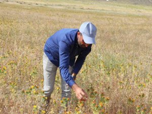 Ağrı Dağı Eteklerinde İlk Defa Aspir Bitkisi Yetiştirildi