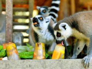 Tarsus Doğa Parkı’ndaki Canlılar Buzlu Yiyeceklerle Serinletiliyor