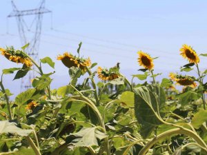 Ayçiçeği Tarlaları Hasat İçin Gün Sayıyor